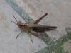 Chorthippus sp.
